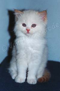 Chaton British longhair red point